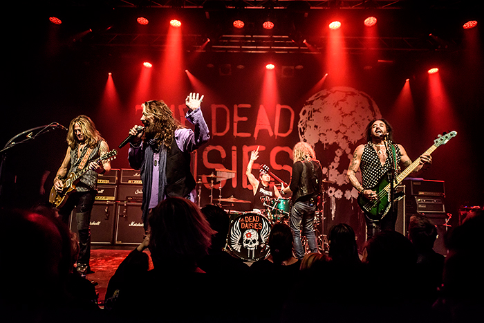 DCH_3991-DeadDaisies