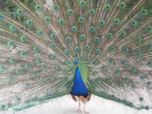 peacock-1373645-640x480